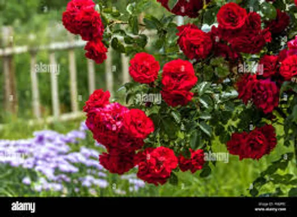 Red_Climbing_Rose_Plant