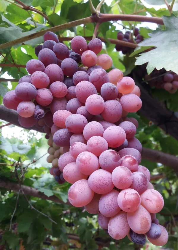 Thai_Hybrid_Red_Grapes_Fruit_Plant_(Pack_Of_1)
