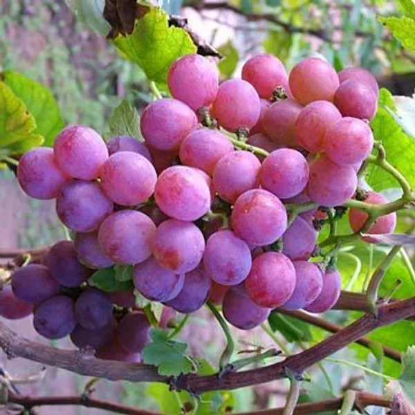 Thai_Hybrid_Red_Grapes_Fruit_Plant_(Pack_Of_1)