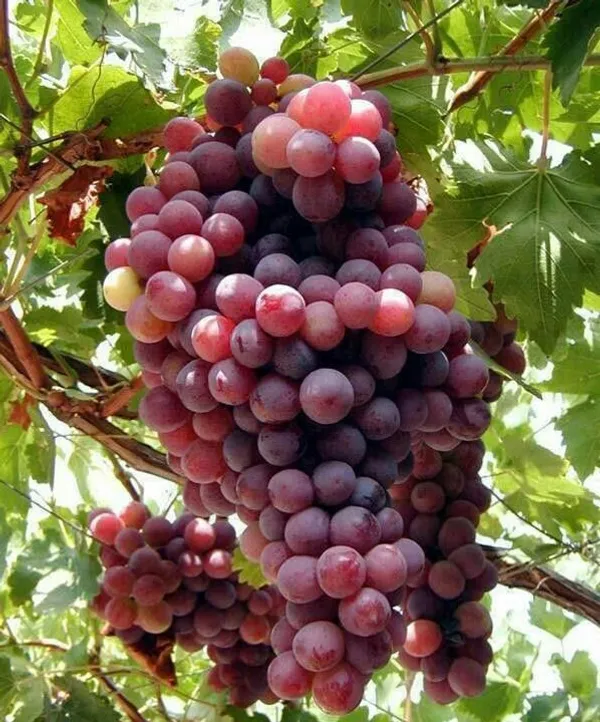 Thai_Hybrid_Red_Grapes_Fruit_Plant_(Pack_Of_1)