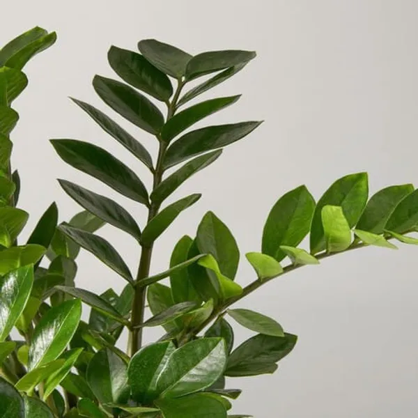 Green_Zamioculcas_Zamifolia_|_Zz_Plant_|_Indoor_Plants_For_Home_And_Office