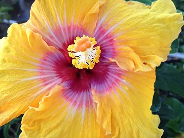 Eye_Of_Kali_Hibiscus_Plant