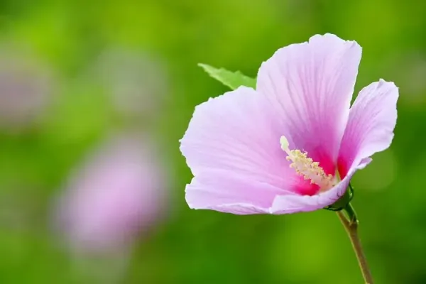 Eye_Of_Kali_Hibiscus_Plant