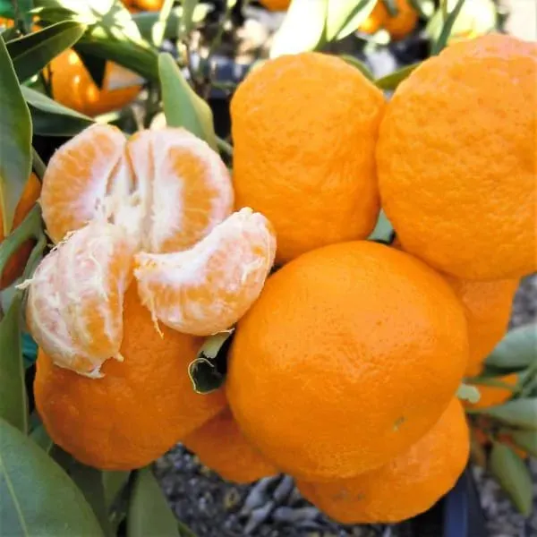 Hybrid_Dancy_Orange_|_Grafted_Plant