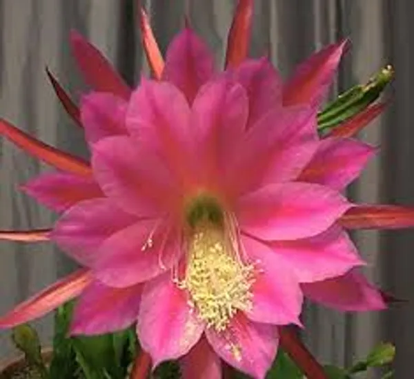 Brahma_Kamal_Pink_Flower_Plant_Outdoor_Gardening