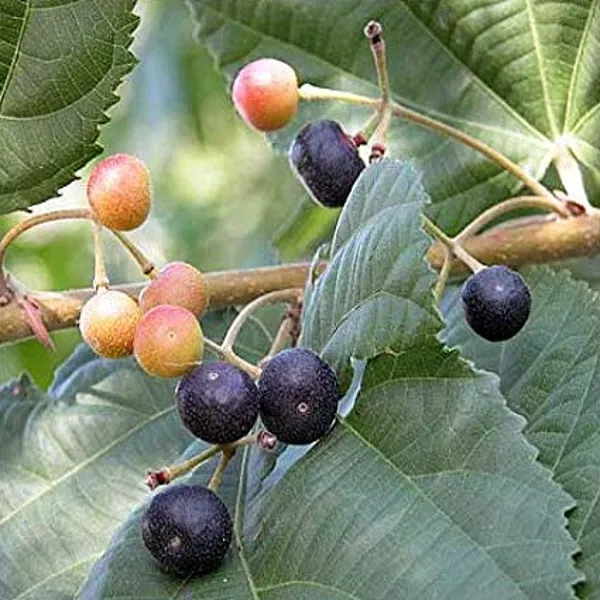 Falsa_Fruit_Plant_Hybrid_Outdoor_Gardening