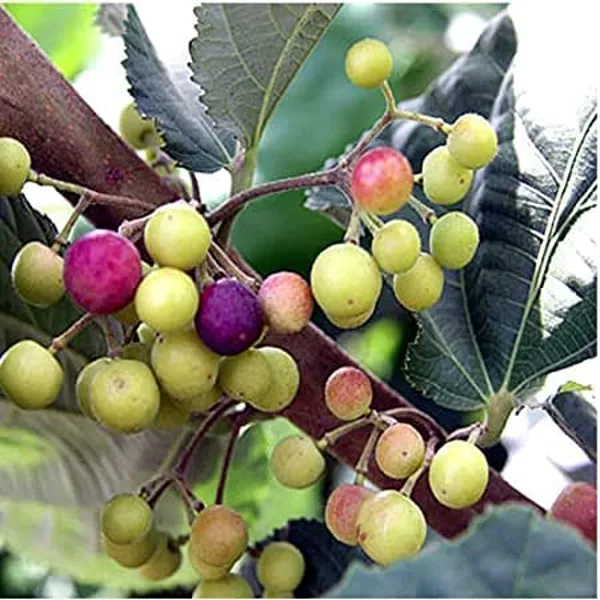 Falsa_Fruit_Plant_Hybrid_Outdoor_Gardening