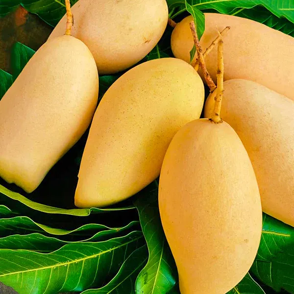 Nam_Doc_Mai_White_Mango_Plant_Grafted