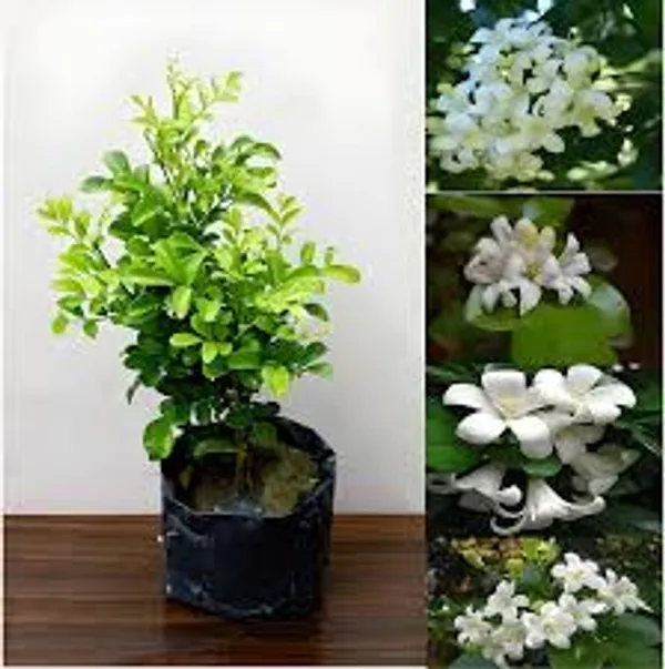 Madhukamini_Flower_Plant