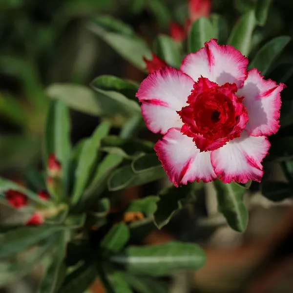 Rosey_Pink_White_Adenium_Plant