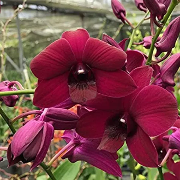 Dendrobium_burana_red_sky