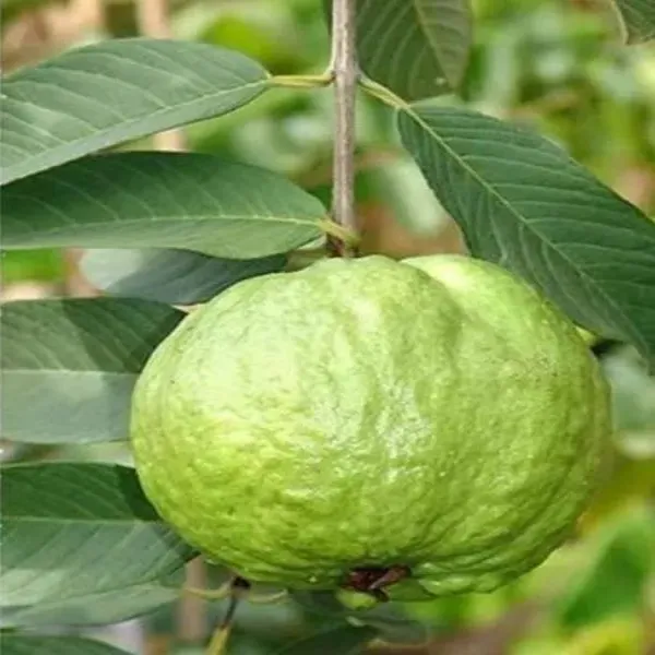 Thai-5_Guava_Grafted_Plant_Without_Pot