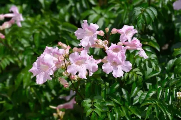 Pink_Tecoma_Outdoor_Flowering_Plant