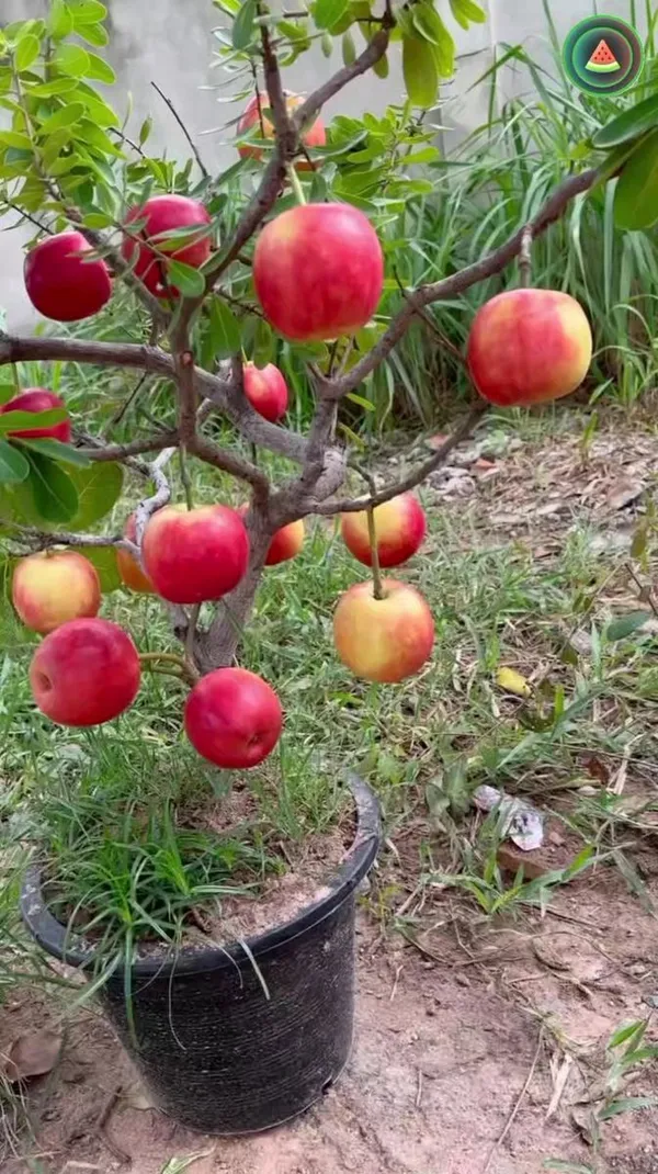 Apple_Plant_Hr_99_Grafted_Plant_Hot_Climate