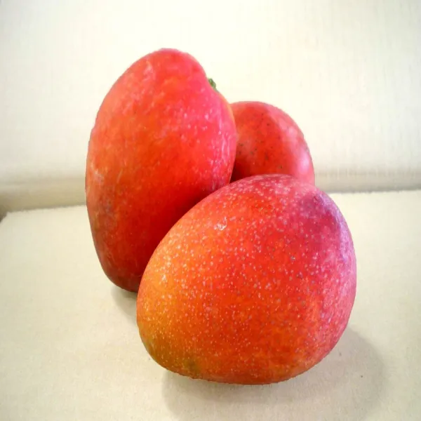 Irwin_Purple_Mango_Plant_Grafted