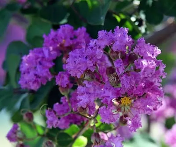 Purple_Frush_Outdoor_Plant
