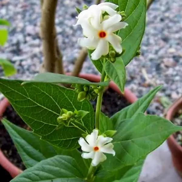 Parijat_Everblooming_Outdoor_Flower_Plant