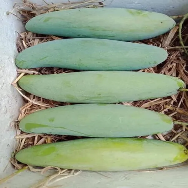 All_Time_Sweet_Kathimon_Mango_Plant_|_Hybrid_Grafted_Plant_(Pack_Of_1)