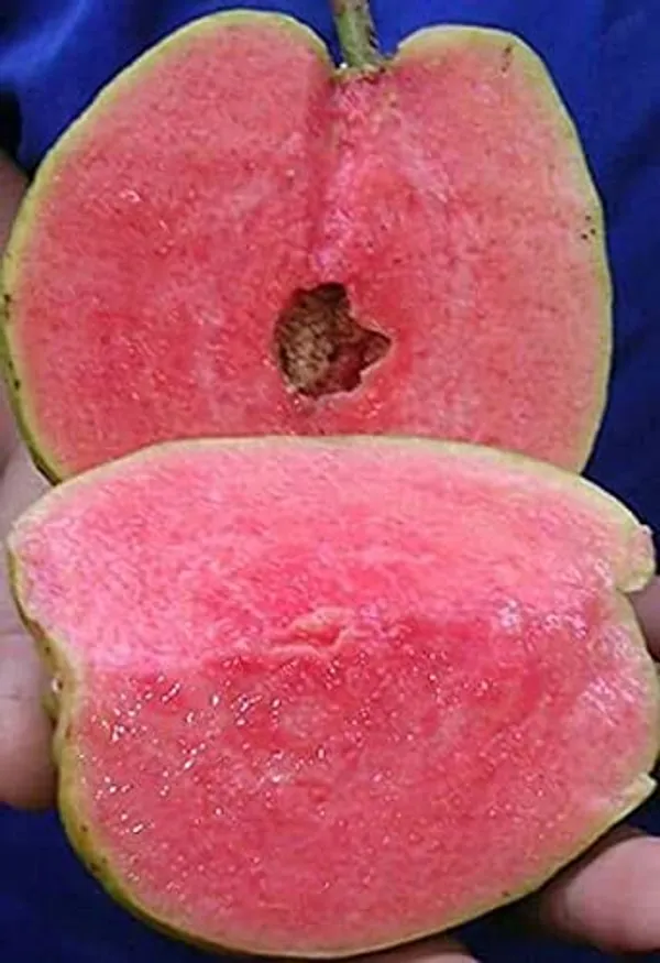 Red_Diamond_Guava_Hybrid_Fruit_Plant
