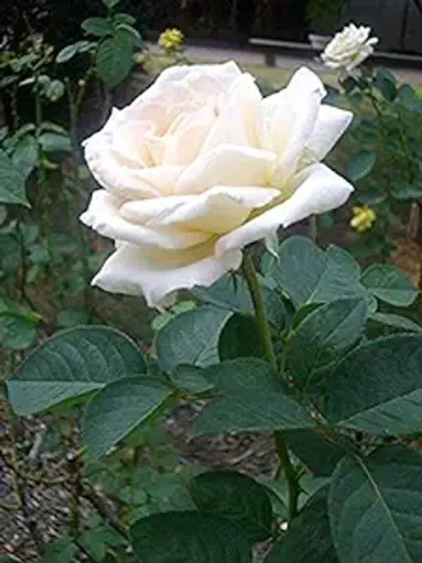 White_Dutch_Rose_Plant