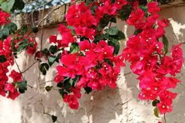 San_Diego_Red_Bougainvillea_Outdoor_Plant