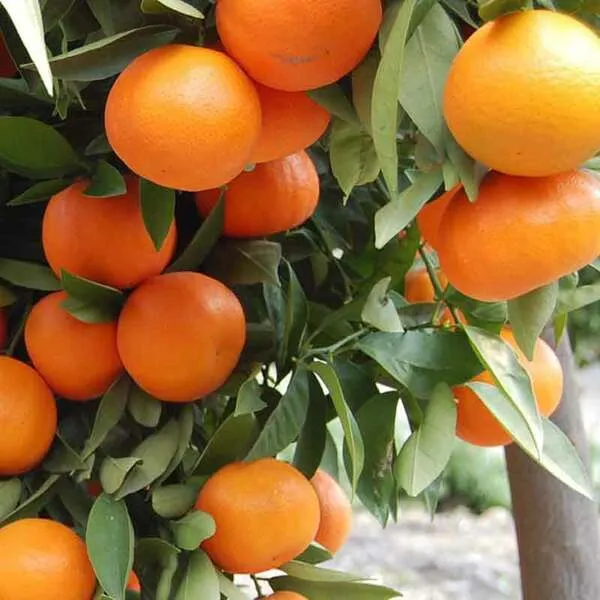 Hybrid_Grafted_Orange_Plant