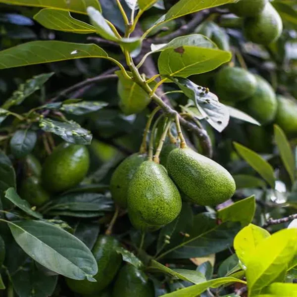 Avocado_Grafted_Plant_Without_Pot