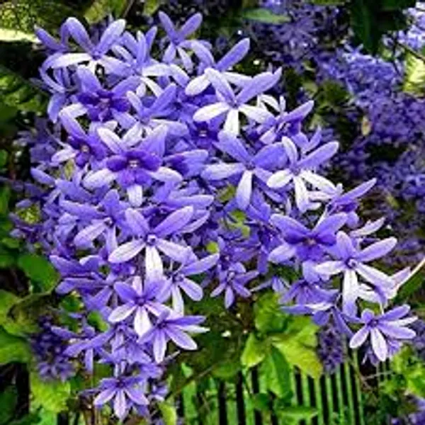 Blue_Petrea_Outdoor_Flowering_Plant