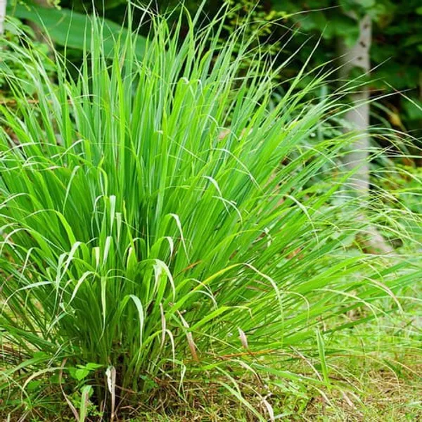 Lemongrass_Kitchen_Plants