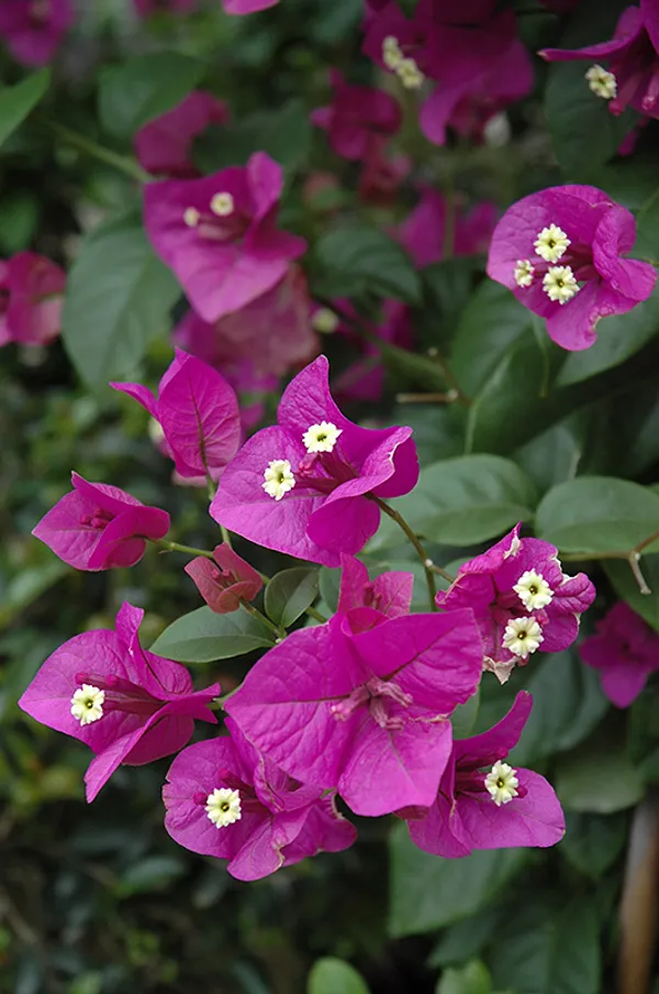 Purple_Queen_Bougainvillea_Outdoor_Flowering_Plant