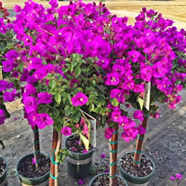 Purple_Queen_Bougainvillea_Outdoor_Flowering_Plant