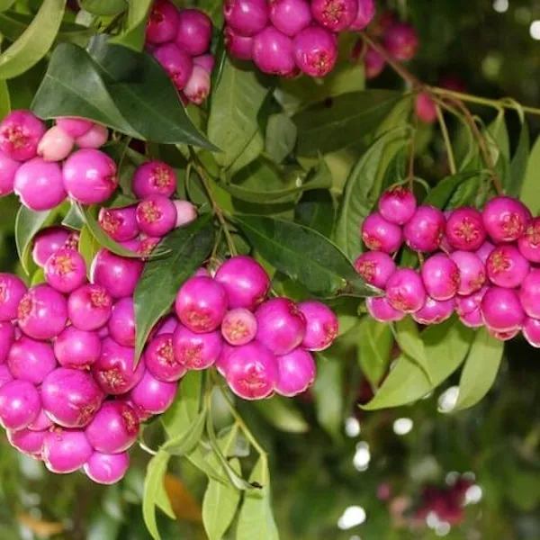Australian_Lilly_Pilly_Berries_Grafted_Plant