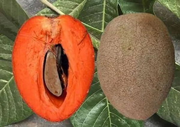 Mexican_Chiku_Plant