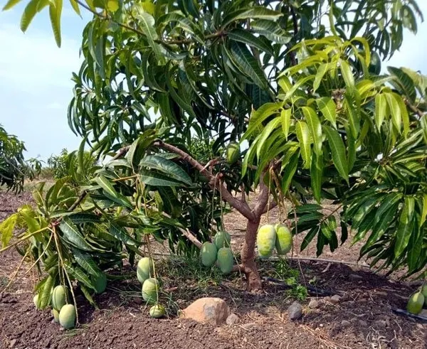 Thai_All_Time_Mango_Hybrid_Fruit_Plant_&_Tree_(1.5-3.5_Ft_Size)_For_Home_Gardening_Suitable_Location_Outdoor_12_Month_Mango_Fruit_Plant_Age_1.5_Years_(Grafted,_Pack_Of_1)