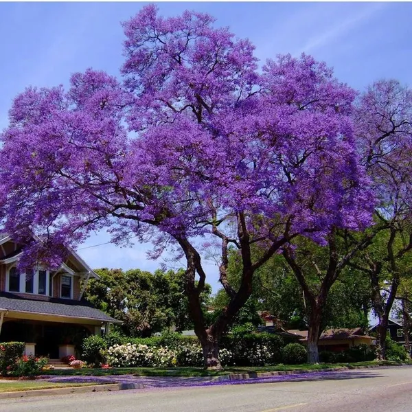 Jacaranda_Blue_Flower_Plant
