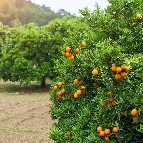 Hybrid_Chinese_Orange_|_Grafted_Plant