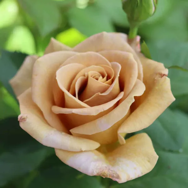 Honey_Dijon_Rose_Plant