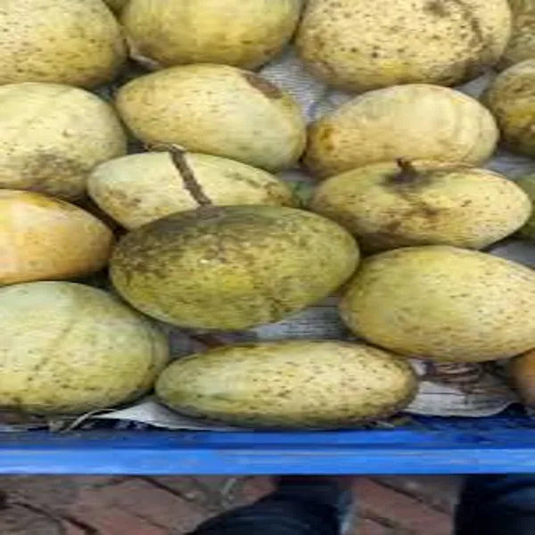 Gourmet_Mango_Grafted_Plant