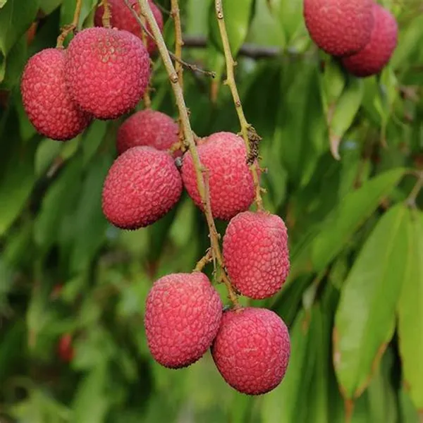 China3_Litchi_Plant_&_Tree_(1.5-3.5_Ft_Hight)_For_Home_Gardening_Hybrid