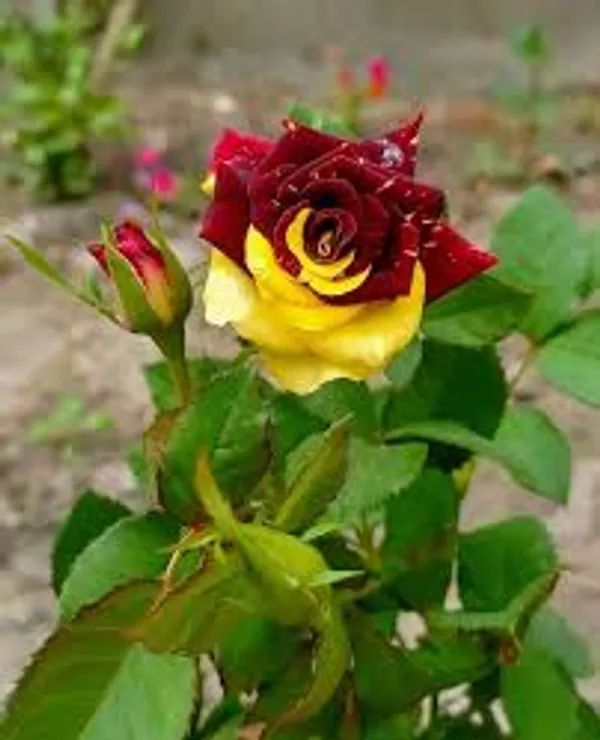 Abra_Ka_Dabra_Rose_Outdoor_Plant