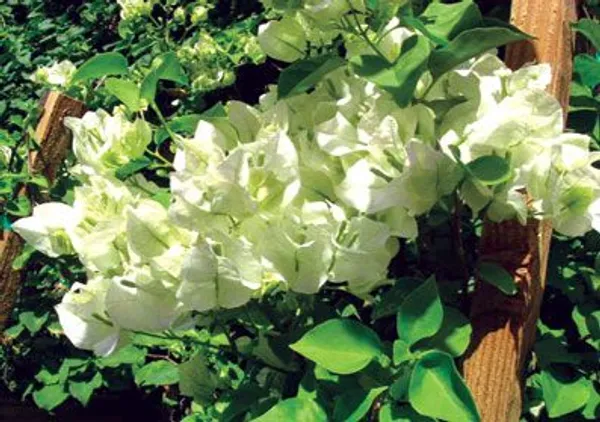Bougainvillea_Shubra_Plant_Outdoor_Gardening