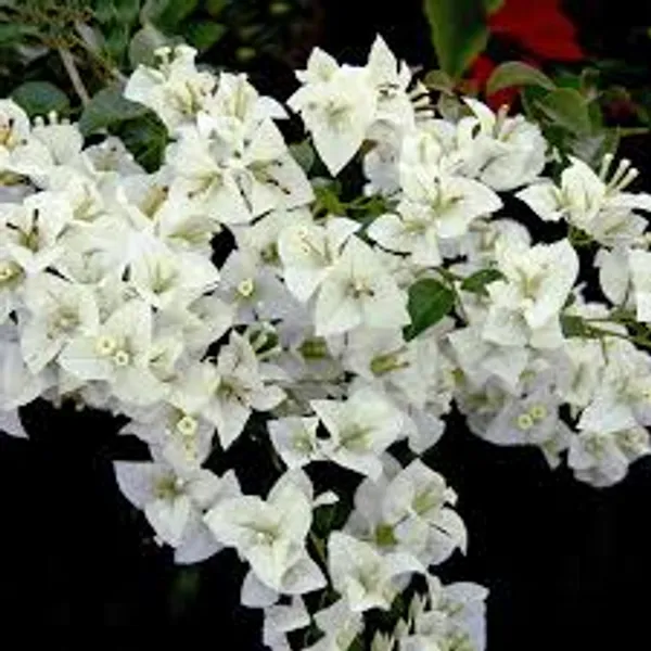 Bougainvillea_Shubra_Plant_Outdoor_Gardening