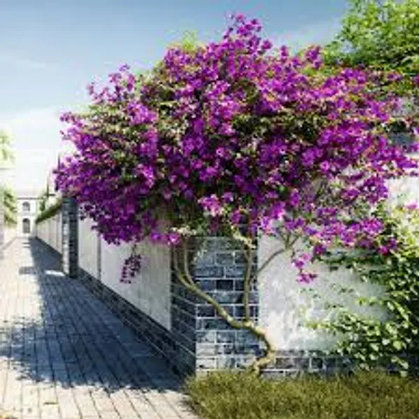 New_River_Bougainvillea_Plant