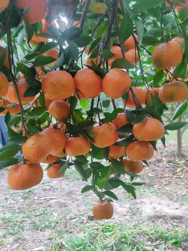 Ramrangan_Orange_Plant_Grafted_And_Hybrid_Plants_Organic_Plant_For_Gardening