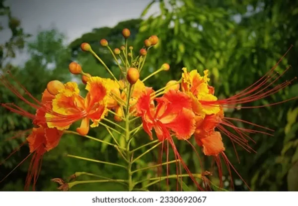 Radhachura_Dwarf_Flowering_Plant