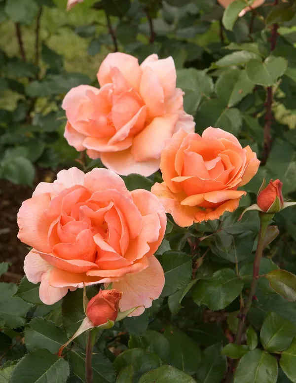 Orange_Fragrant_Rose_Outdoor_Plant