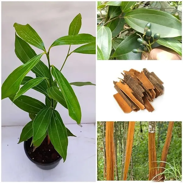 Cinnamomum_Verum_Dalchini_Plant_Air_Layer_Grafted_Healthy_Plant_For_Home_Gardening_Indoor_Outdoor_Plant