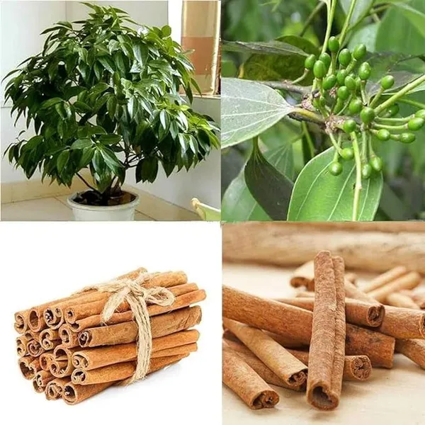 Cinnamomum_Verum_Dalchini_Plant_Air_Layer_Grafted_Healthy_Plant_For_Home_Gardening_Indoor_Outdoor_Plant