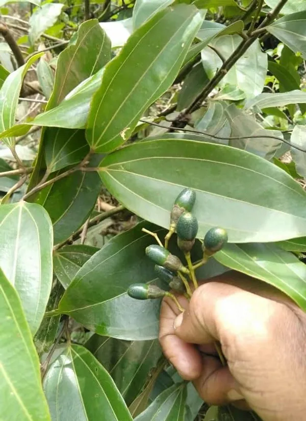 Cinnamomum_Verum_Dalchini_Plant_Air_Layer_Grafted_Healthy_Plant_For_Home_Gardening_Indoor_Outdoor_Plant