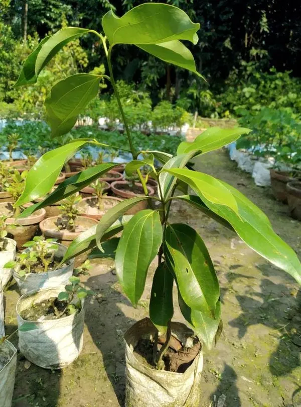 Cinnamomum_Verum_Dalchini_Plant_Air_Layer_Grafted_Healthy_Plant_For_Home_Gardening_Indoor_Outdoor_Plant